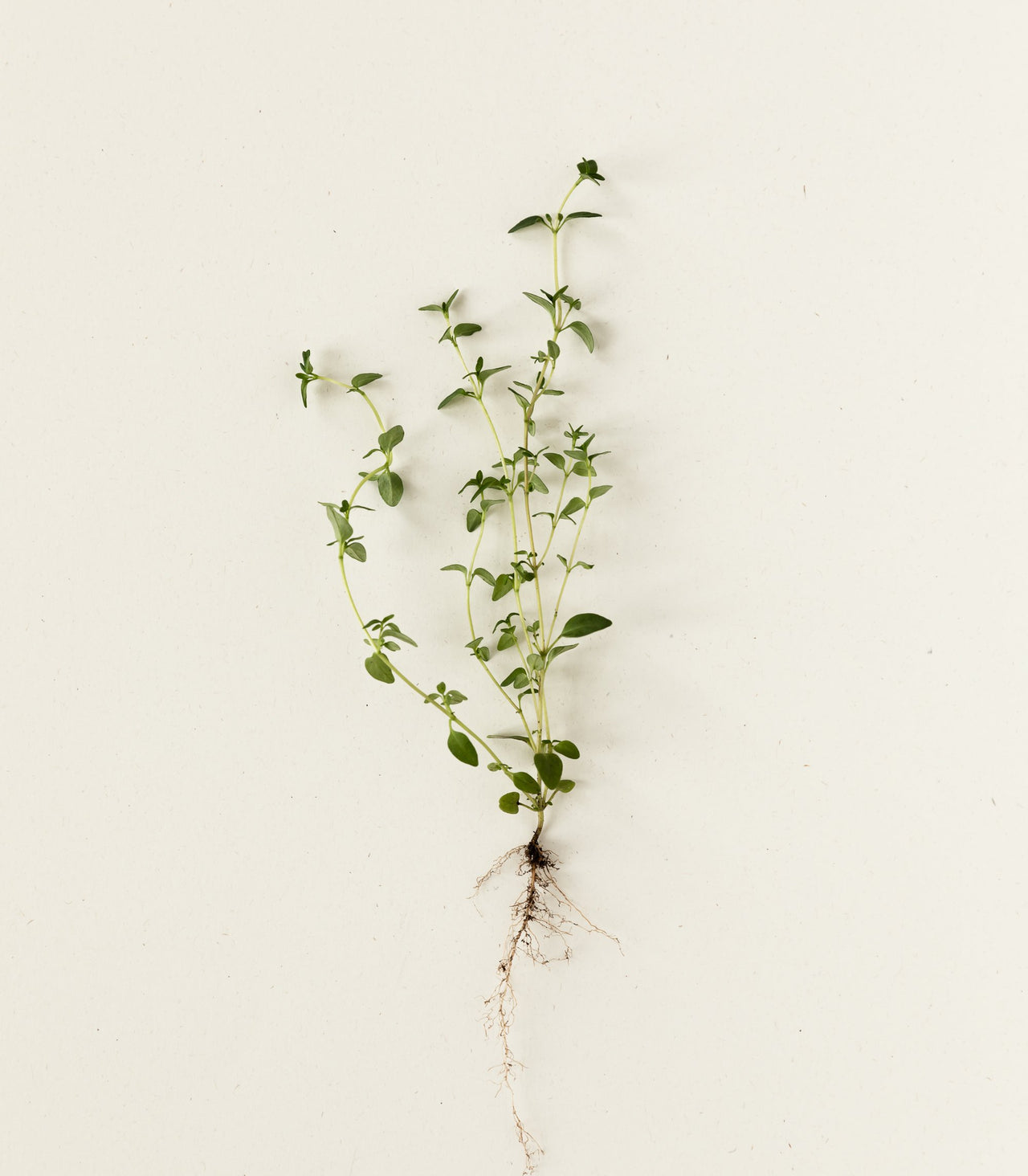 Bien-être grâce à des substances à base de plantes Bien-être grâce à des substances à base de plantes