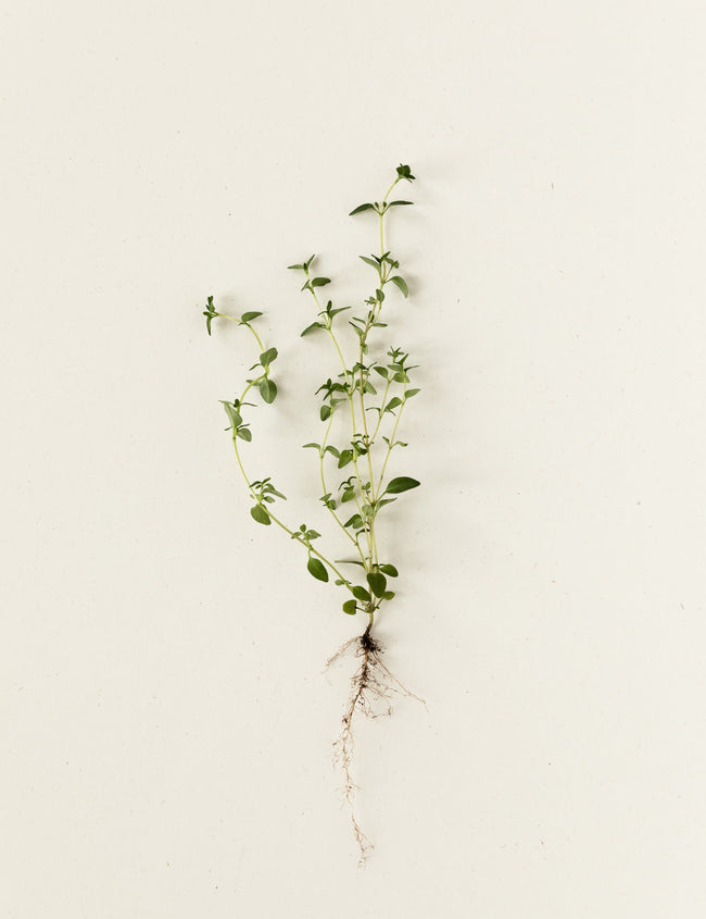 Bien-être grâce à des substances à base de plantes Bien-être grâce à des substances à base de plantes