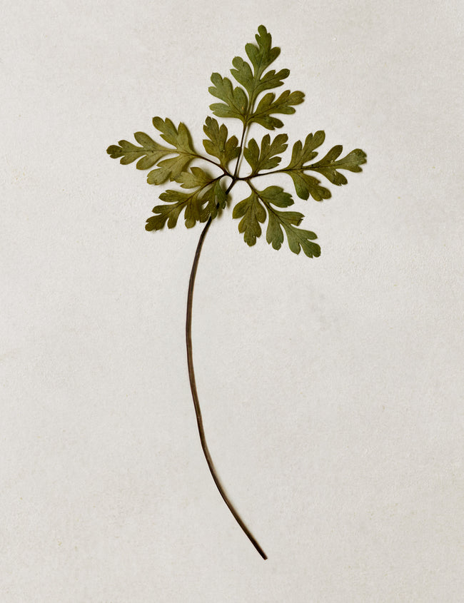 Comment une flore intestinale équilibrée favorise la santé Comment une flore intestinale équilibrée favorise la santé