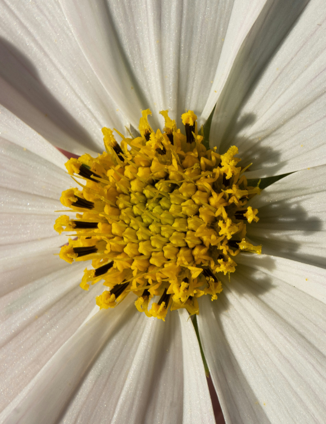 Intolérance à l’histamine : Causes, symptômes et moyens de les soulager Intolérance à l’histamine : Causes, symptômes et moyens de les soulager