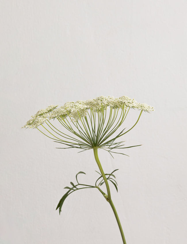 Des Ignames pour surmonter la ménopause de manière naturelle Des Ignames pour surmonter la ménopause de manière naturelle