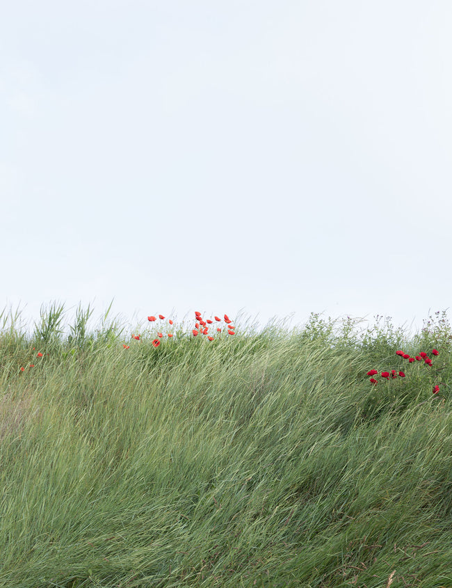 Le printemps : saison des tiques et risques associés pour la santé Le printemps : saison des tiques et risques associés pour la santé