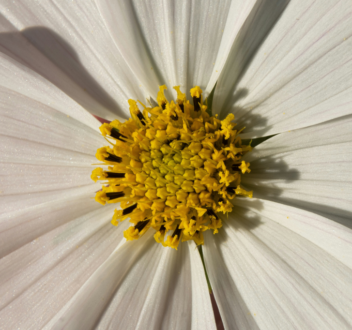 une fleur une fleur