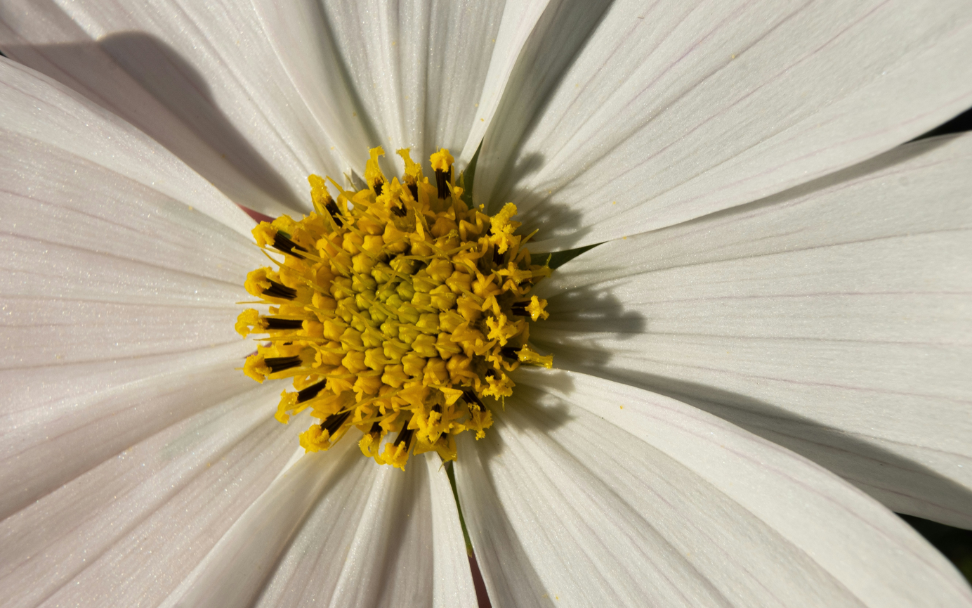 une fleur une fleur