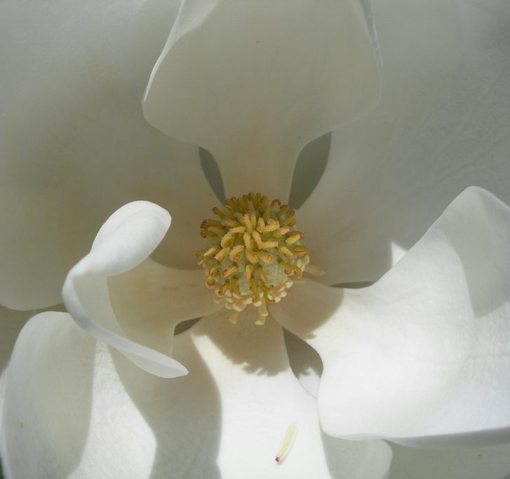 10 conseils pour des muqueuses saines